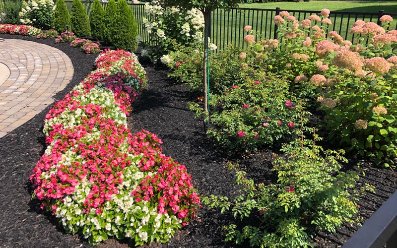 perennial flower bed in saratoga