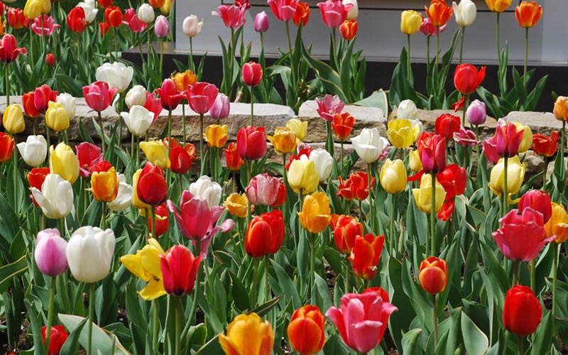 Flower garden installation