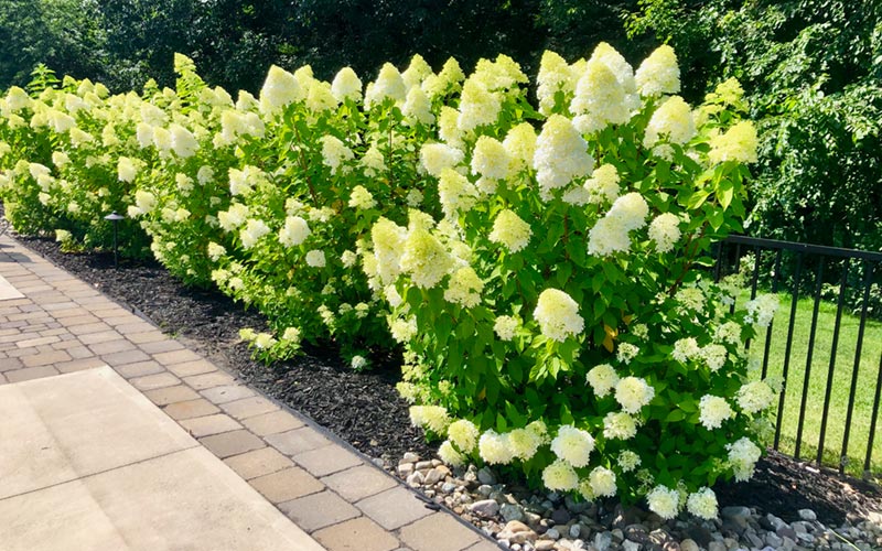 plant installation landscaping