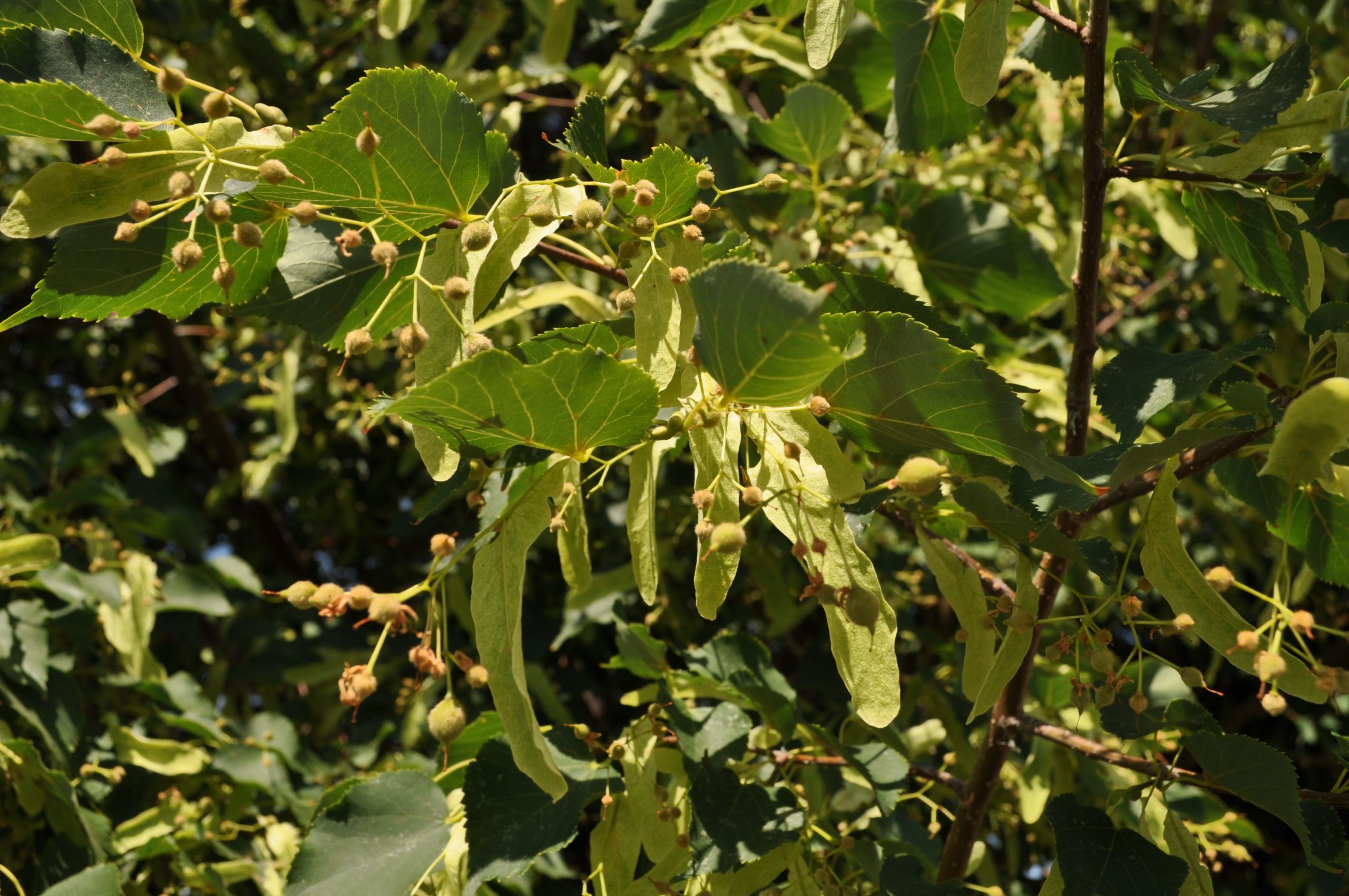 Greenspire Linden Gardens
