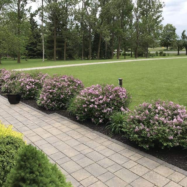 Dwarf Korean Lilac Gardens