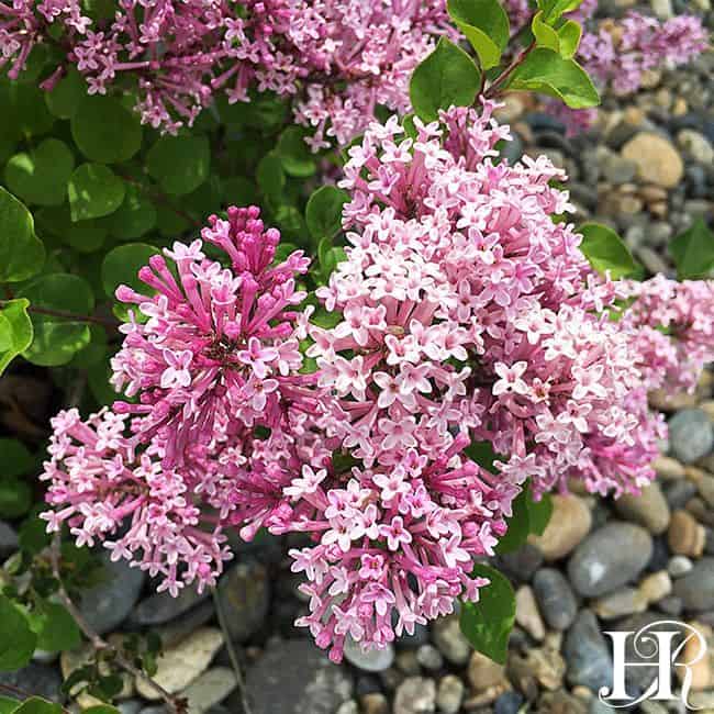 Miss Kim Lilac Gardens