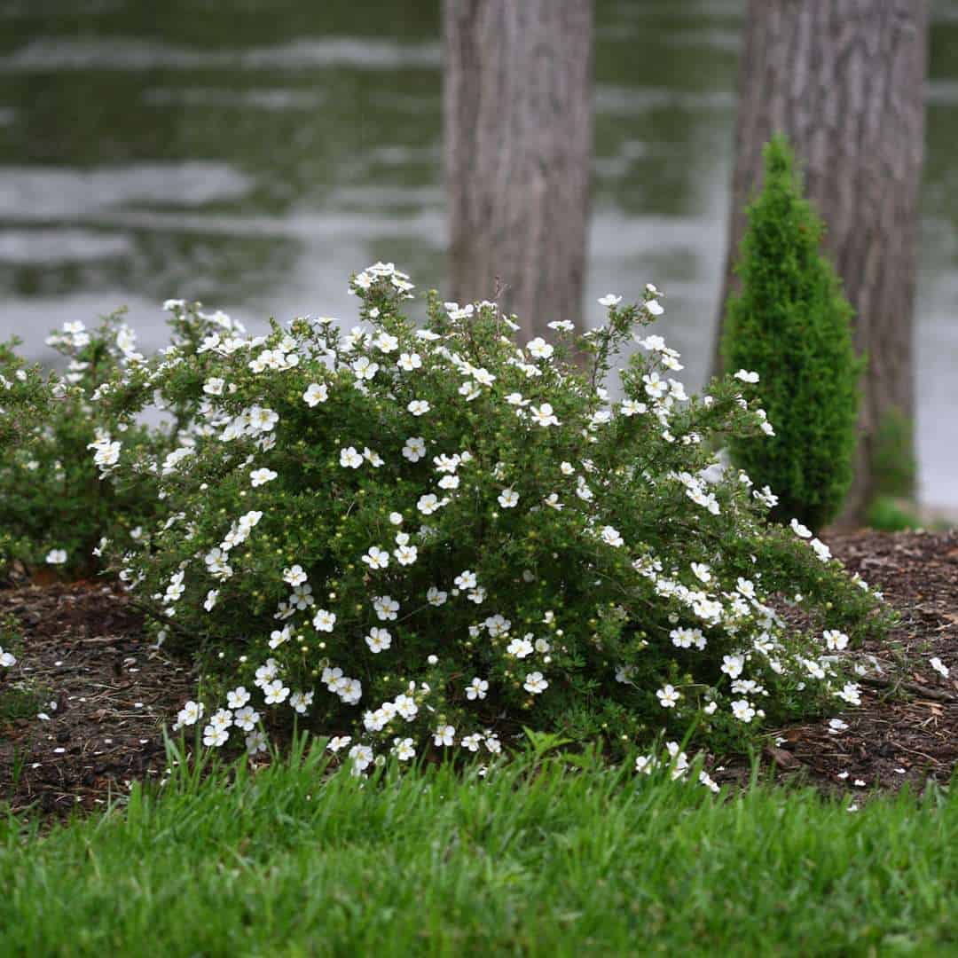 Potentilla ‘McKay’s White’ Gardens