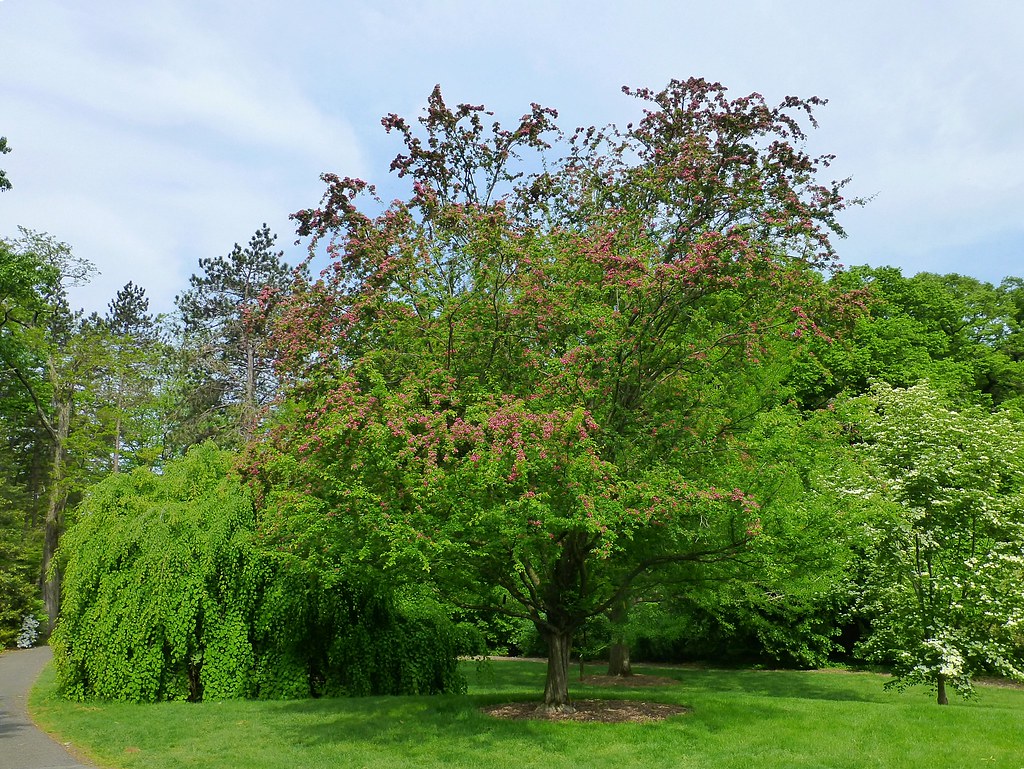 Crimson Cloud Hawthorn Gardens
