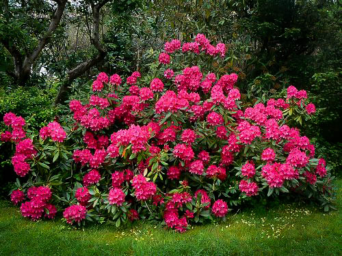 Image of Rhododendron ‘Nova Zembla’ evergreen plant