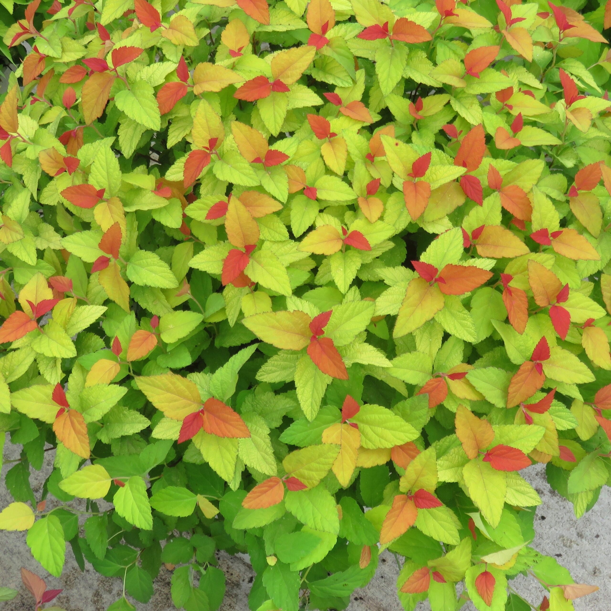 Double Play Candy Corn Spirea Gardens