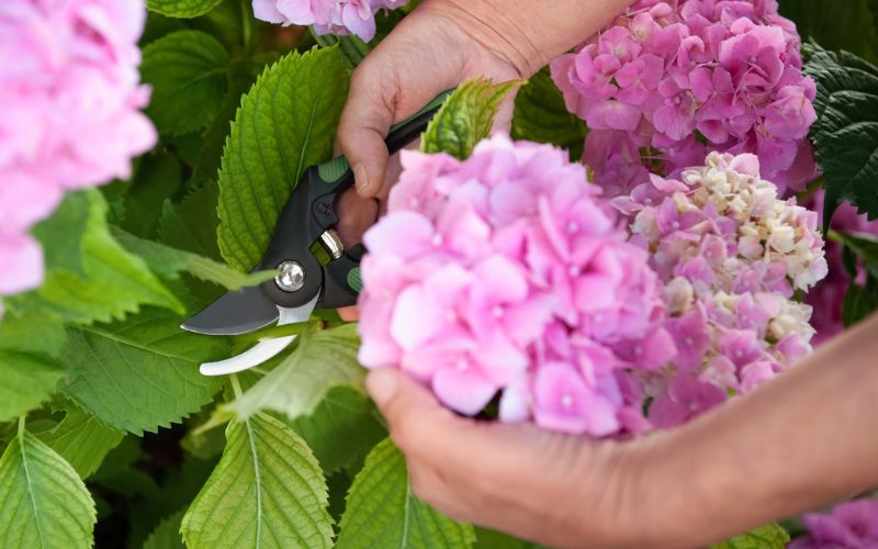 cutting pink hydrangeas