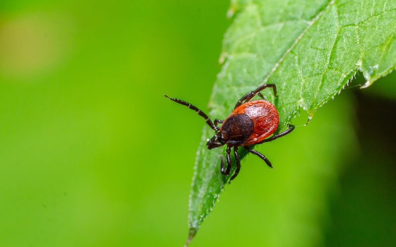 close-up picture of a tick