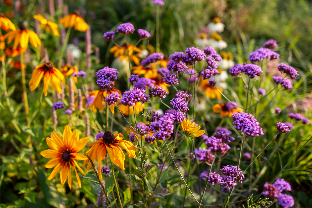 Colorful garden bed with orange coneflowers and clusters of purple verbena in bloom.