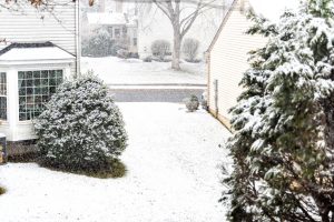 Snow-covered suburban yard with a rounded shrub, evergreen tree, and beige houses as light snow falls.