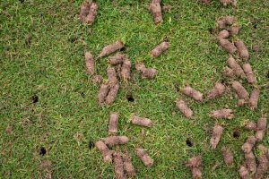 Scatter of small brown pellet-shaped droppings on a green lawn (animal scat)